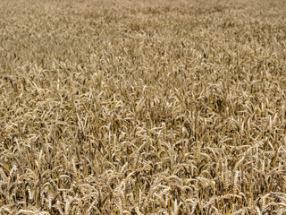 Graanveld in Flevoland province, The Netherlands