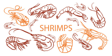 Hand drawn isolated seamless vector pattern of shrimps. Shrimps and langoustines on a white background. Prawns. Seafood, food vintage illustration. Сhalk drawing. Chalkboard.