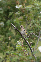 juvenile goldfinch sitting on a branch