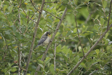 blue tit chick sitting on a branch