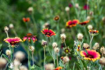 field of red flowers