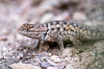 lizard on the stone