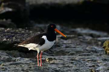 Austernfischer // Eurasian oystercatcher (Haematopus ostralegus)