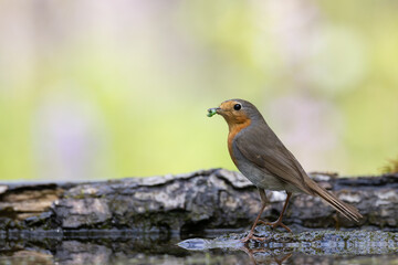 Fototapeta premium Bird Robin Erithacus rubecula, small bird in forest puddle, spring time in Poland Europe