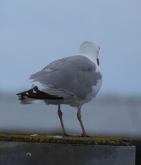 Möwen am Strand der Nordseeküste auf Sylt