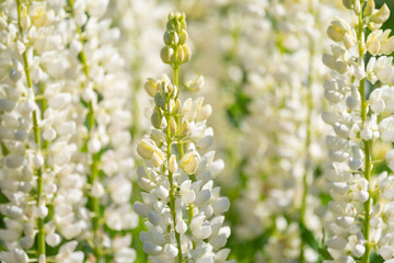Fototapeta premium blue and purple lupines blooming in June on a sandy slope