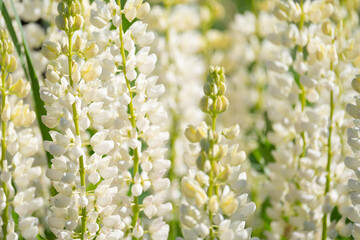 blue and purple lupines blooming in June on a sandy slope