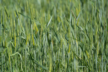 unripe green ears of winter wheat growing in the field