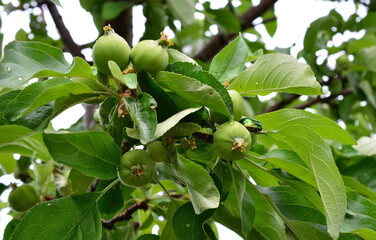 a branch of apple tree with a bunch of fruit that is growing on it 