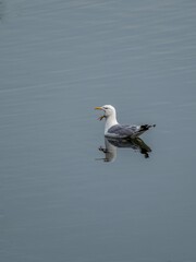 A Common gull yawning while swimming