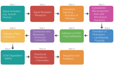 Flowchart of Cell Migration, Brief Vector Diagram on White Background.