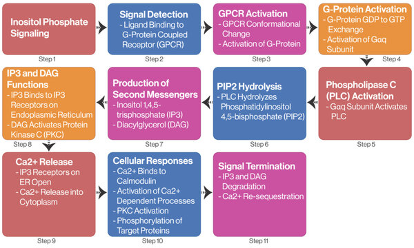 Detailed Flowchart of Inositol Phosphate Signaling Pathway, Scientific Vector Illustration on White Background.
