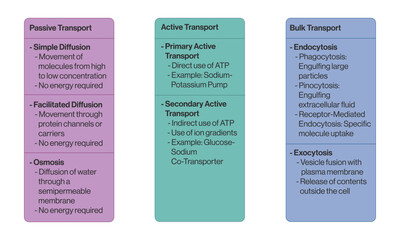 Detailed Flowchart of Membrane Transport Types on White Background for Cellular Biology Illustrations.