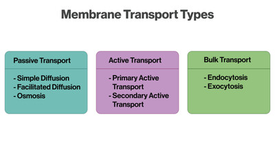 Membrane Transport Mechanisms Flowchart Vector Illustration with White Background for Biology.