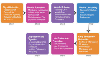 Detailed Flowchart of Endocytosis Process, Science Vector Illustration on White Background.