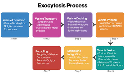 Naklejka premium Detailed Flowchart of Exocytosis Process, Science Vector Illustration on White Background.