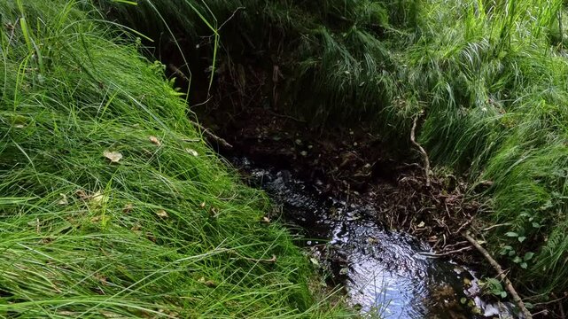 kleiner idyllischer Bach in m&auml;rchenhaftem Wald - Libellen, Quelle, Wasser, Biotop, Natur
