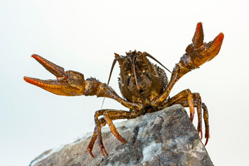 European cancer (Astacus astacus), noble cancer, or broad-toed cancer, close-up on a white background