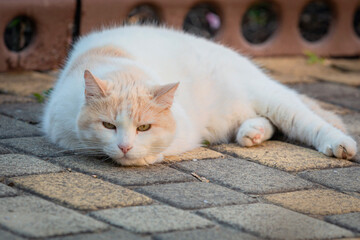 Fototapeta premium White cat breed (Turkish van) close-up on the street.