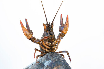 European cancer (Astacus astacus), noble cancer, or broad-toed cancer, close-up on a white background