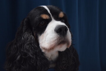 english cocker spaniel