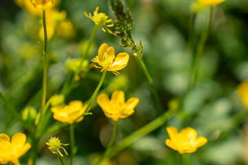 flower, nature, spring, yellow