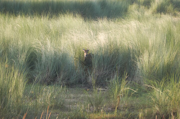 nilgai (Boselaphus tragocamelus)  nilgau in grassland looking at camera