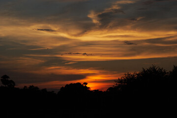 Obraz premium Dragonfly flying in Colorful cloudy sunset in forest grassland during monsoon in bihar, India