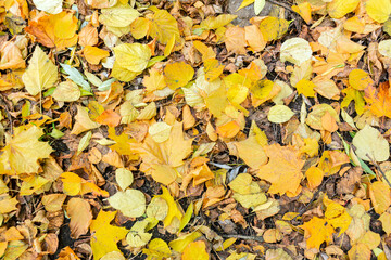 Yellow, orange, red-brown September leaves on the ground in a beautiful autumn park. The background of the October day landscape. Close-up view from above.