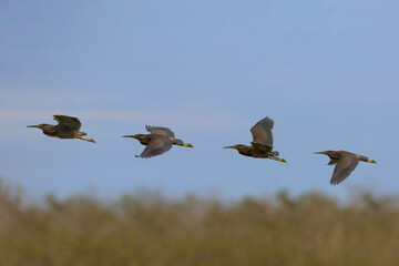 Beautiful Black Bittern flying in the forest. Nature background
