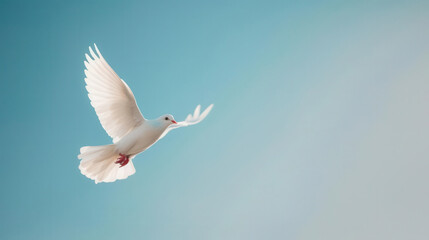 Obraz premium A white dove flying against a clear blue sky, carrying an olive branch