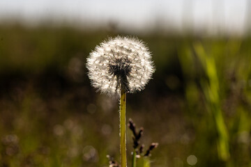 dandelion