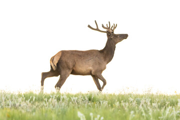 Elk in the grass