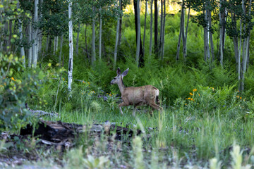 deer in the woods