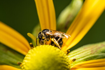 bee on yellow flower