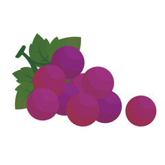 vector grapes, isolated purple fruit illustration