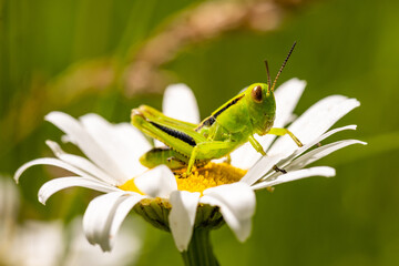 Fototapeta premium Green Grasshopper