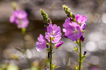 flowers in spring
