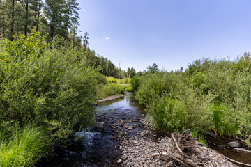 river in the forest