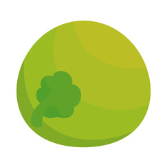 illustration of young coconut, tropical fruit