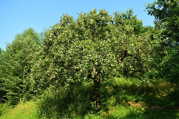 Apple tree. A lot of fruit on the tree. Beautiful summer day on the farm. Old apple tree