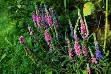 The bright blossoms of pink and blue Speedwell on a background of green leaves. Macro. Selective focus.