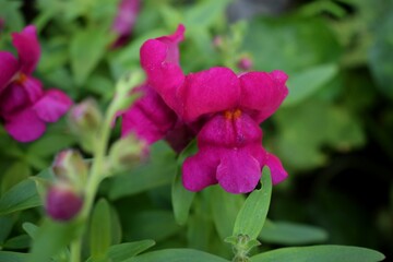 Sweet pea flower also known as Lathyrus odoratus. Purple flower. The best plants to the summer garden