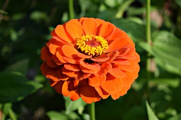 Close up of a orange zinnia flower in the garden. Summer flowers in the garden. The best flower to the garden. Gardening. Beautiful summer flowers.