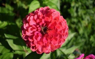Close up of a pink zinnia flower in the garden. Summer flowers in the garden. The best flower to the garden. Gardening. Beautiful summer flowers.