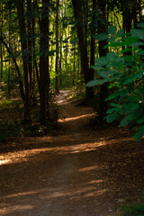 Forest trail for jogging, set in a lush green summer park.