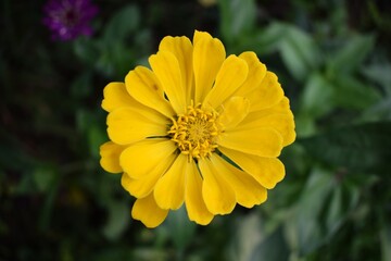 Close up of a yellow zinnia flower in the garden. Summer flowers in the garden. The best flower to the garden. Gardening. Beautiful summer flowers. Sunny flower