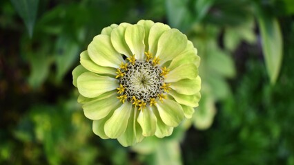 Close up of a yellow zinnia flower in the garden. Summer flowers in the garden. The best flower to the garden. Gardening. Beautiful summer flowers.
