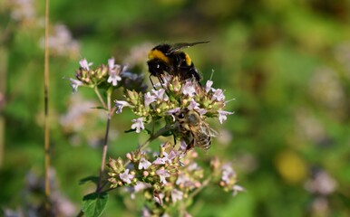 Bumblebee on a flower
