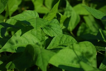 Green leaves. Background with green leaves. Gardening. String-bean
